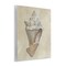 Stupell Industries Tan Toned Conch Shell Wall Plaque By Michael Willett